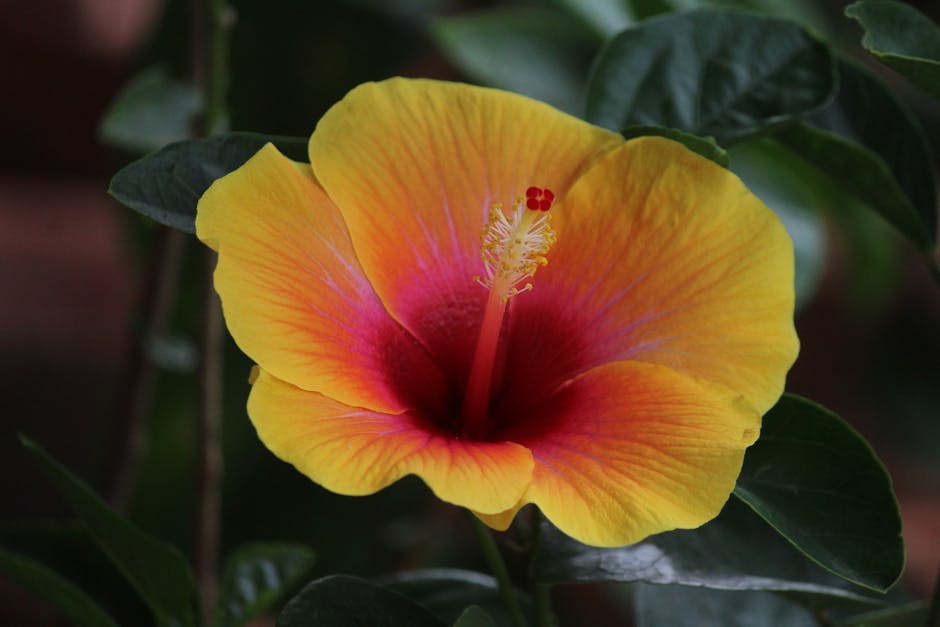 Beginner's Guide to Flowers