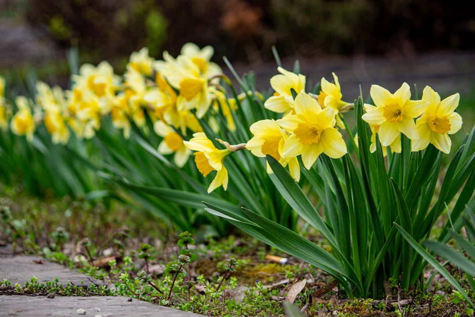 March Birth Flower Guide
