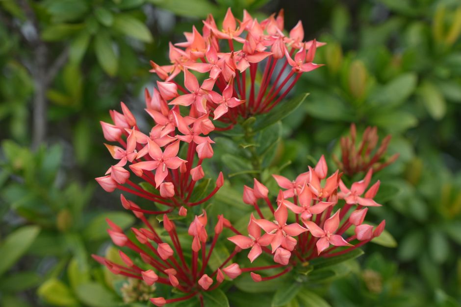 Petal Power: Where to Find the Best Flower Photo Online