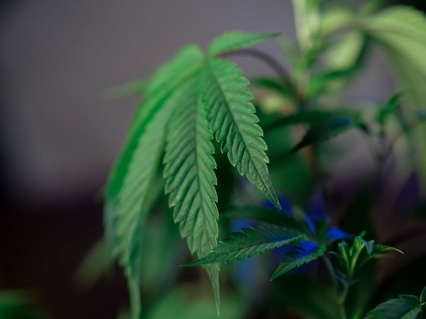 Delta 9 THC: The Ultimate Guide to Cannabis' Key Compound