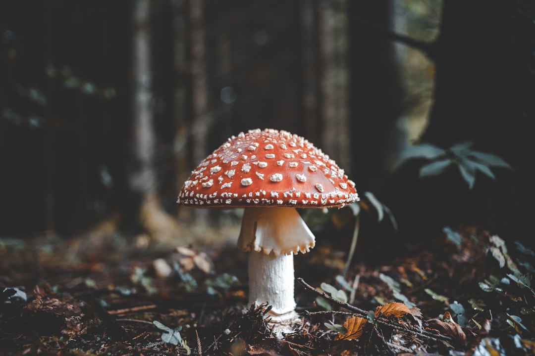 What Happens When You Take Amanita? Effects, Safety, and Science