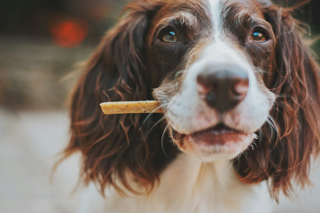 7 Tough Treats That Endure: The Best Long Lasting Dog Chews Ranked