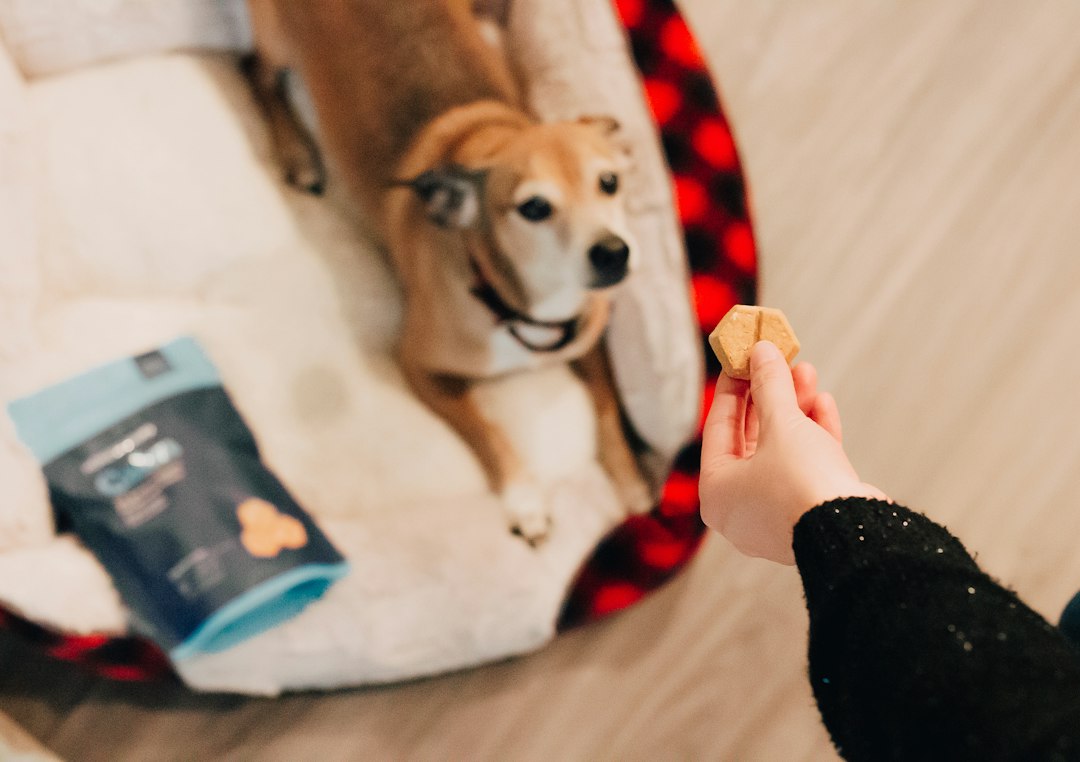 Keep Calm and Chew On: Best Dog Relaxation Treats