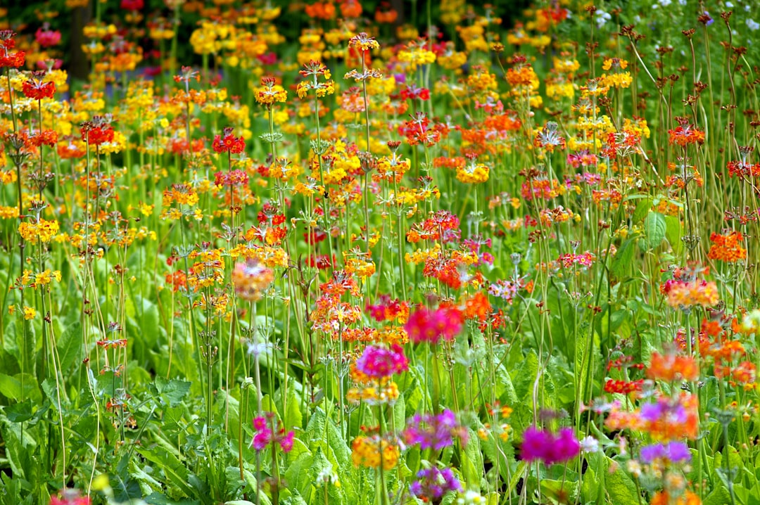 Why You Should Say No to GMO and Yes to Natural Blooms