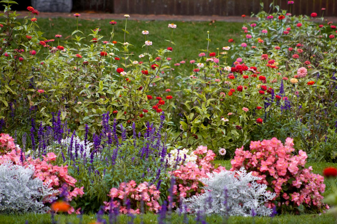 A Visual Field Guide to the Most Beloved Kinds of Flowers