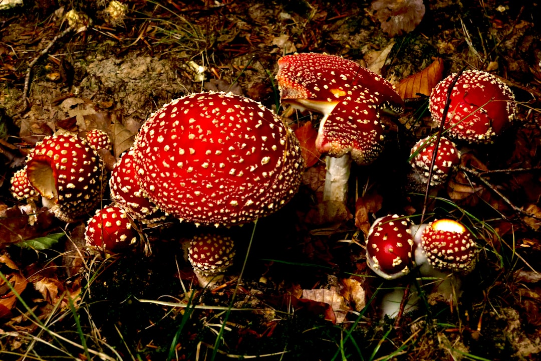 Amanita Muscaria vs Psilocybin: Understanding the Different High