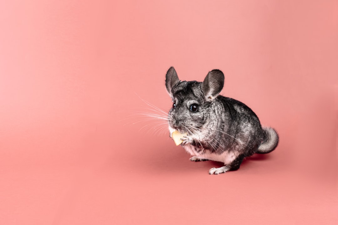 10 Safe and Fun Chinchilla Chew Toys for Active Chins