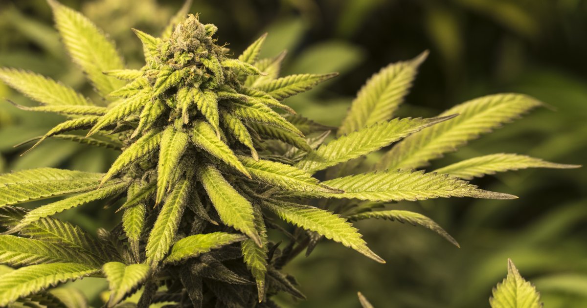Cannabis And Hemp History