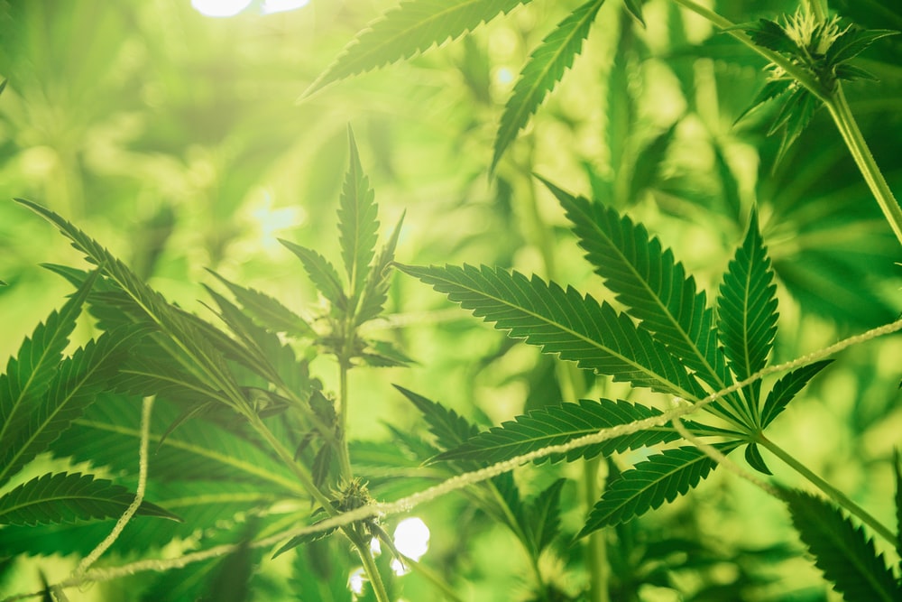 The Benefits and Effects of Delta-8, HHC, and THCO