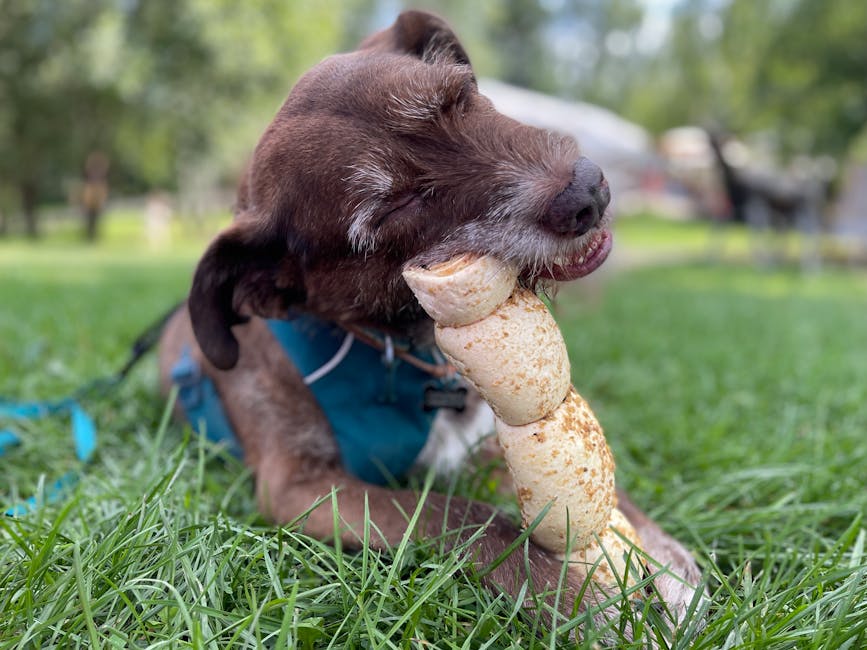 The Ultimate Guide to Beef Trachea for Dogs in Hollywood, FL