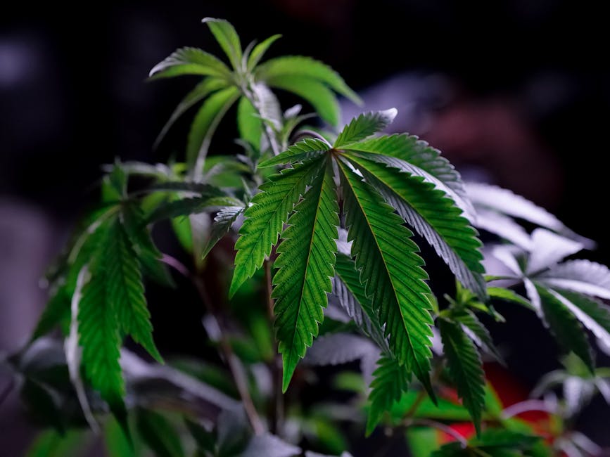 From Hash to Weed: A Guide to Cannabis Products