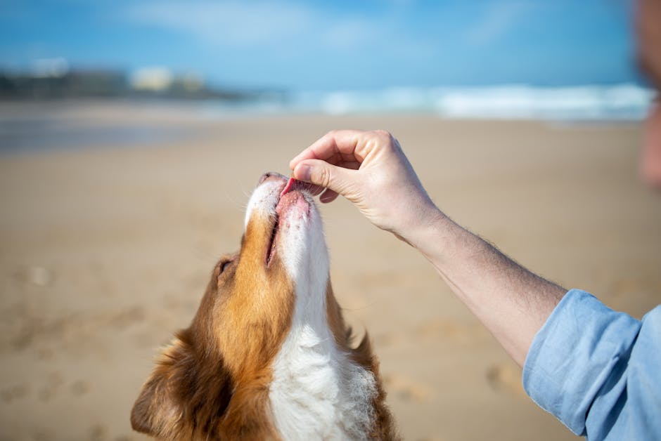 Treat Your Pet Right: Top-Rated CBD Bites They'll Love