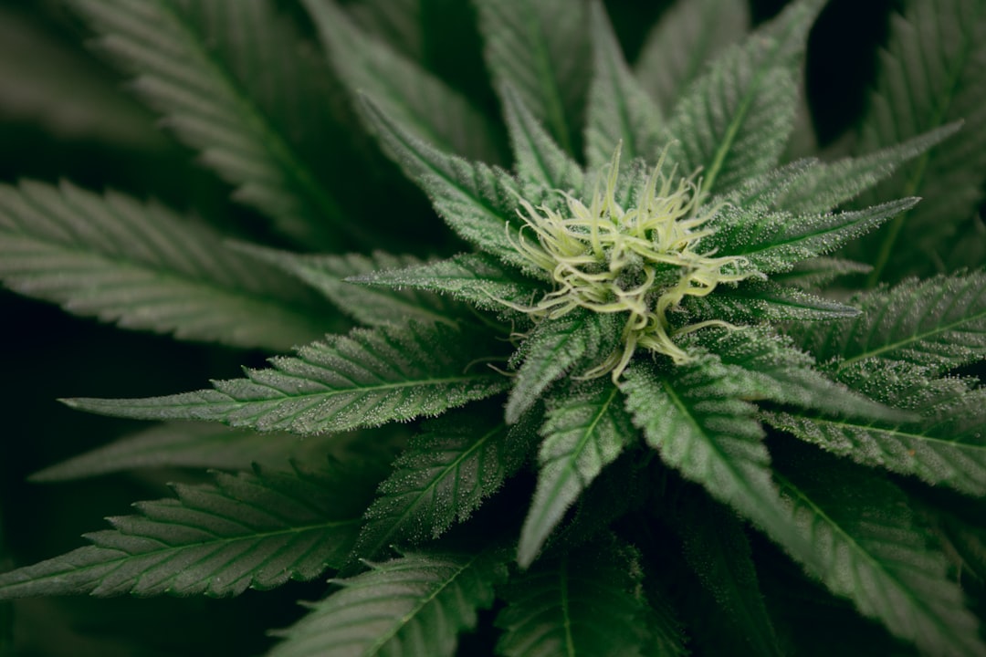The Green Rush: What States Are Legalizing Weed Next?
