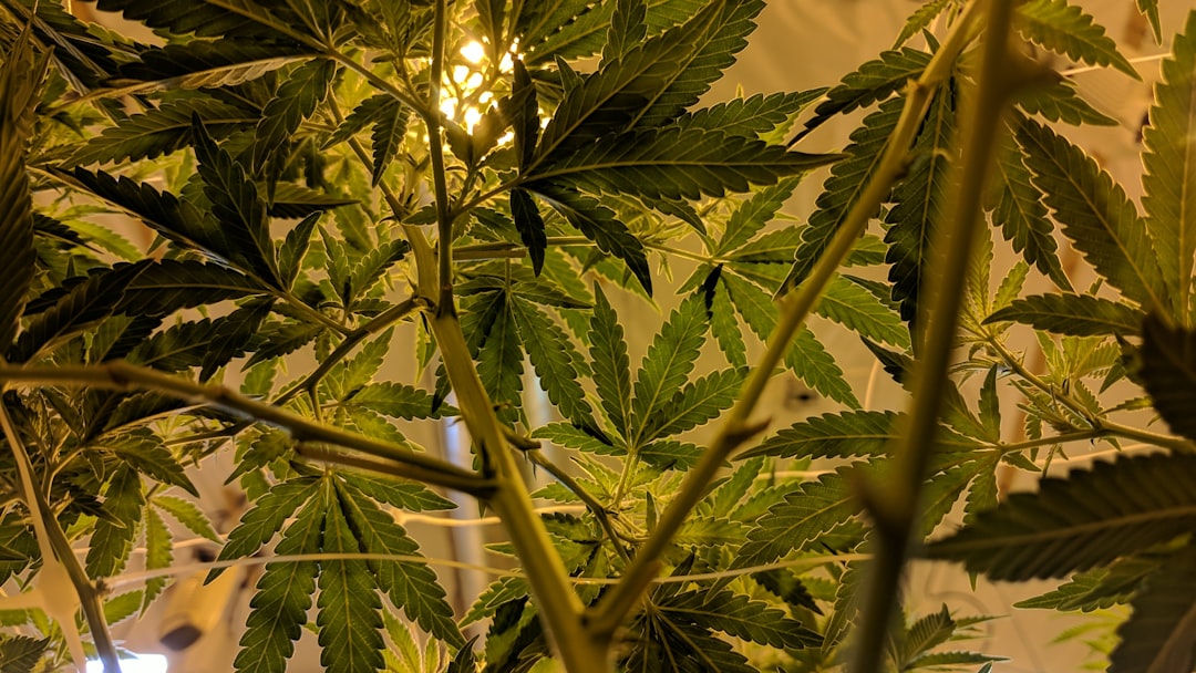 Going Green Without the Card—What You Need to Know