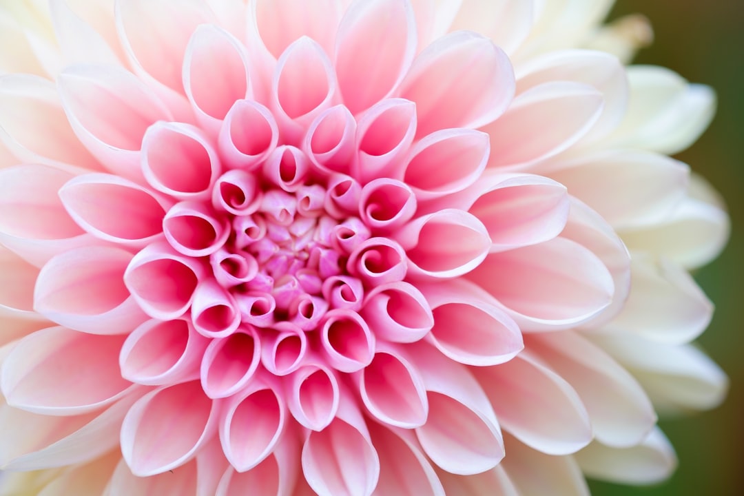 50 Prettiest Flowers That Will Absolutely Blow Your Mind