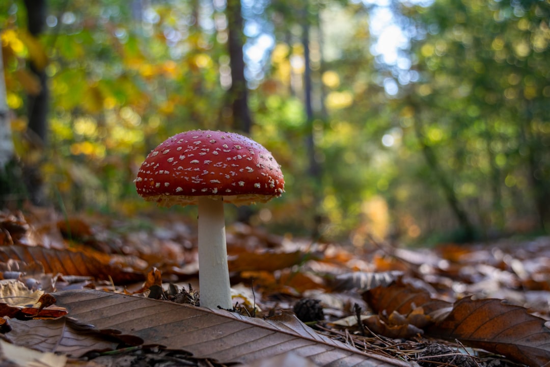 The Ultimate Guide to Muscimol: Benefits, Effects, and Safety