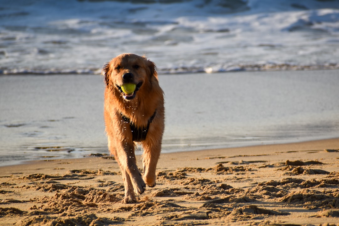 HolistaPet & Beyond: Finding the Top CBD Pet Treats