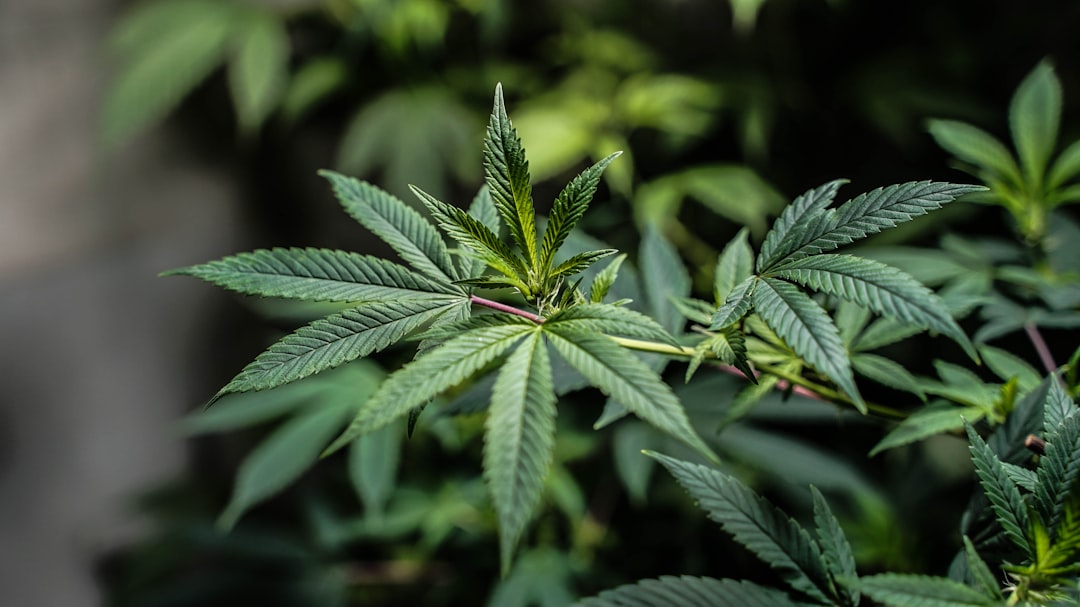 CBG vs CBD: Which One Is Right for You?