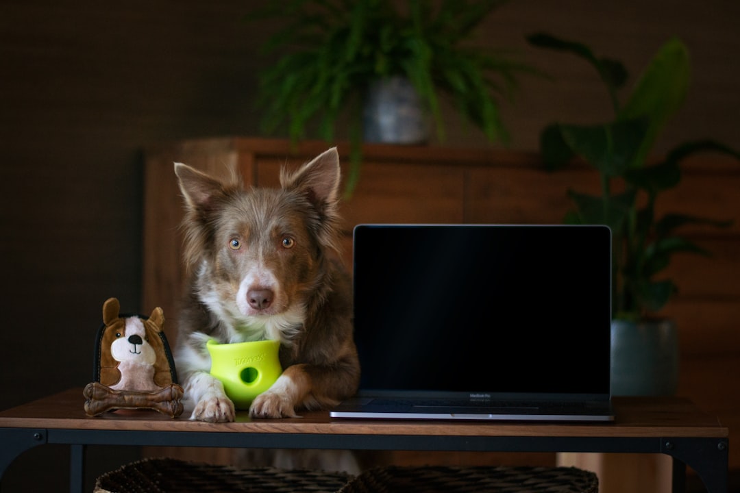 CBD for Dogs Online: Tail-Wagging Products Your Dog Will Love