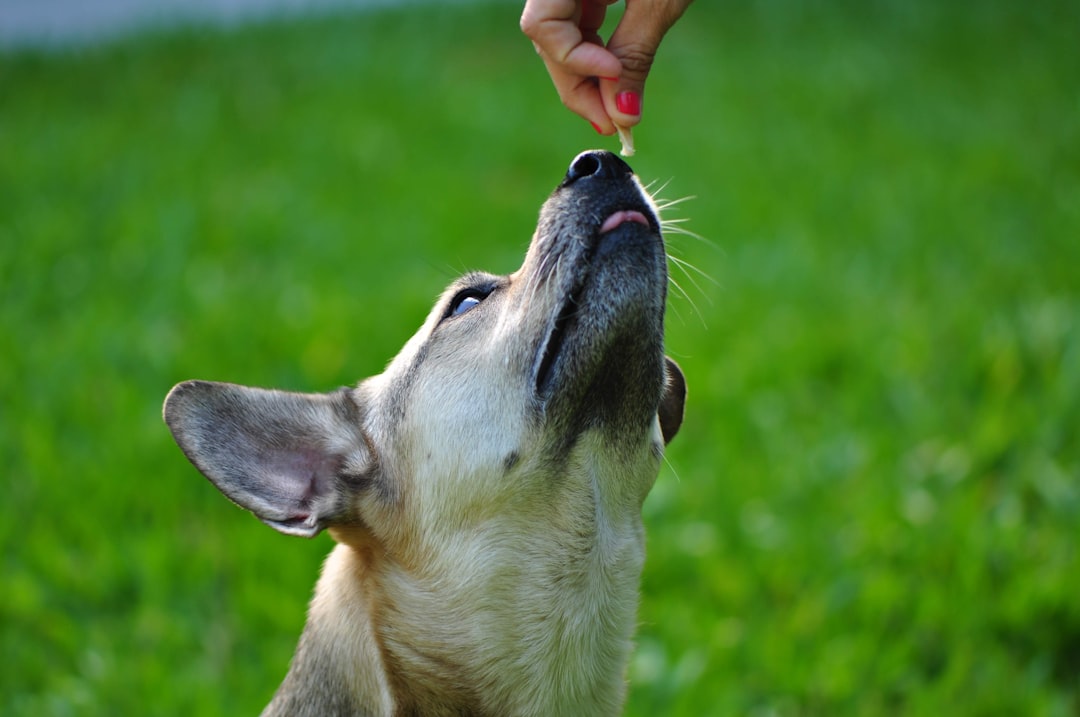Ultimate Checklist for Safe Pet Treats