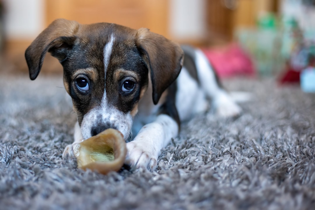 Beef Knee Caps for Dogs: A Joint Effort in Healthy Chewing