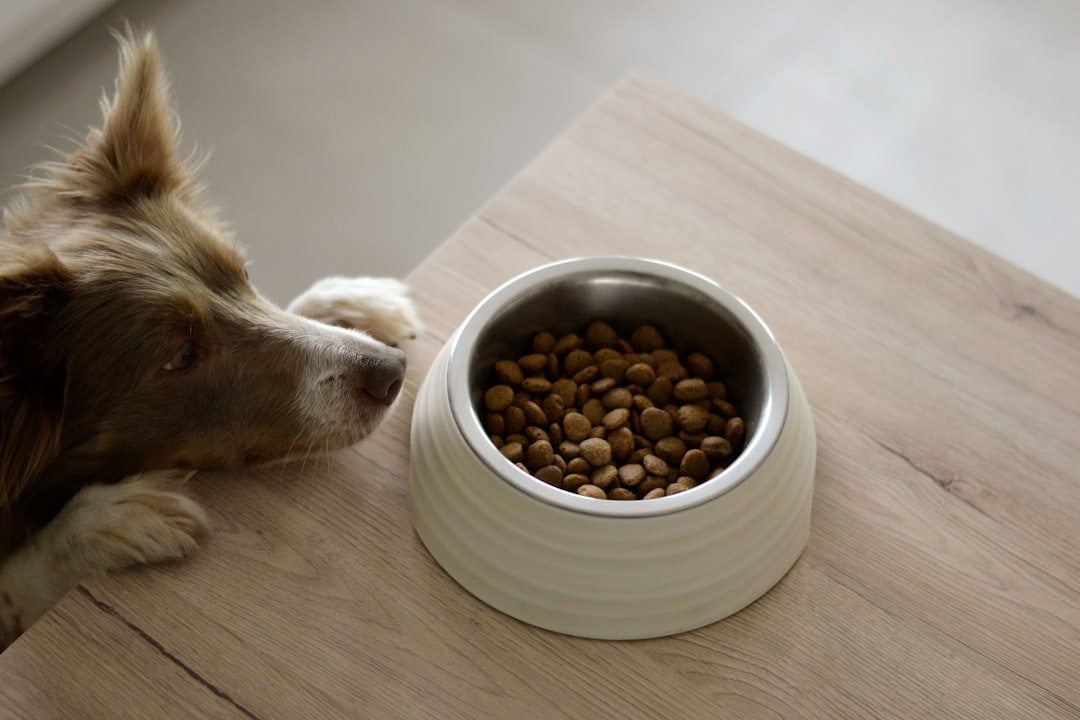 When Fido Won't Feast: Vet-Approved Ways to Boost Your Dog's Appetite