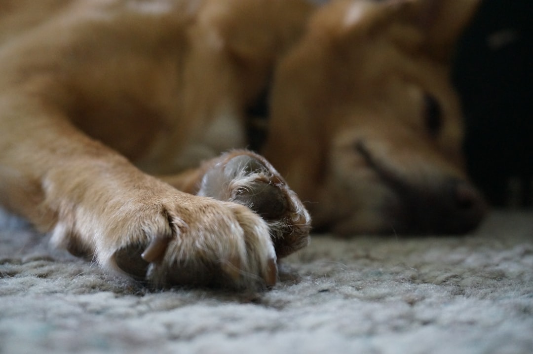 The Ultimate Guide to Stress Relief for Dogs