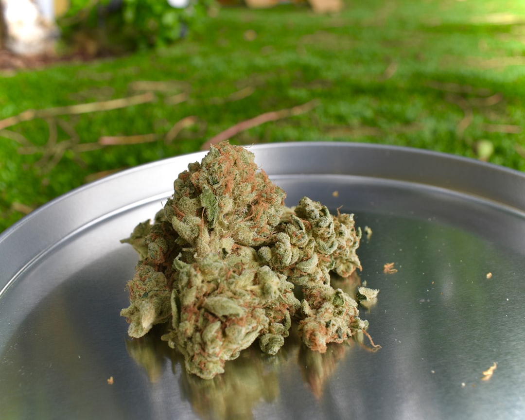 Everything You Need to Know About Florida Cannabis Laws